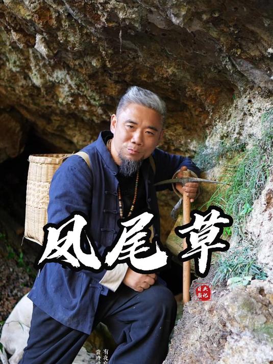 寻草之凤尾草 悬崖峭壁上的有趣植物凤尾草,认识一下!