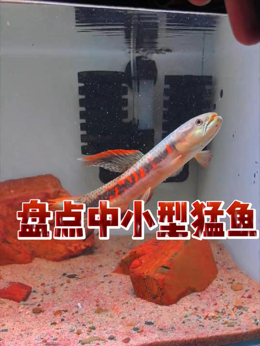 盘点中小型猛鱼