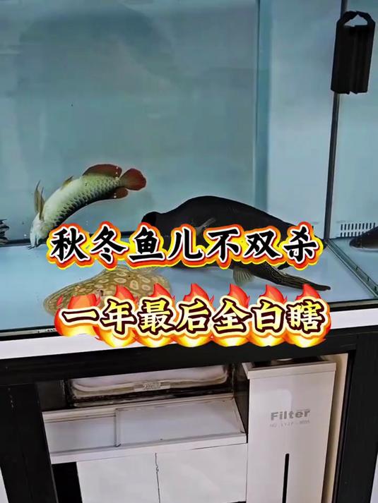 秋冬养鱼不双杀,一年到头全白瞎