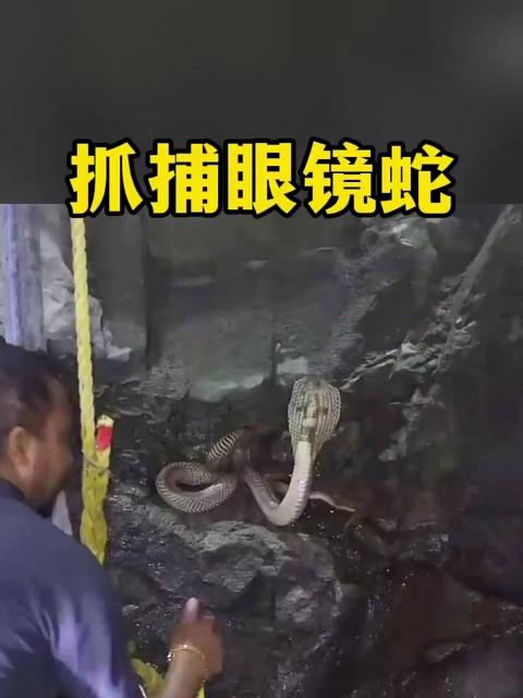 眼镜蛇咬人到底有多可怕,丧彪居然到阴森森的水井中抓捕眼镜蛇!