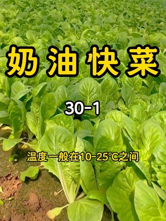 快菜 快菜种子 奶油快菜