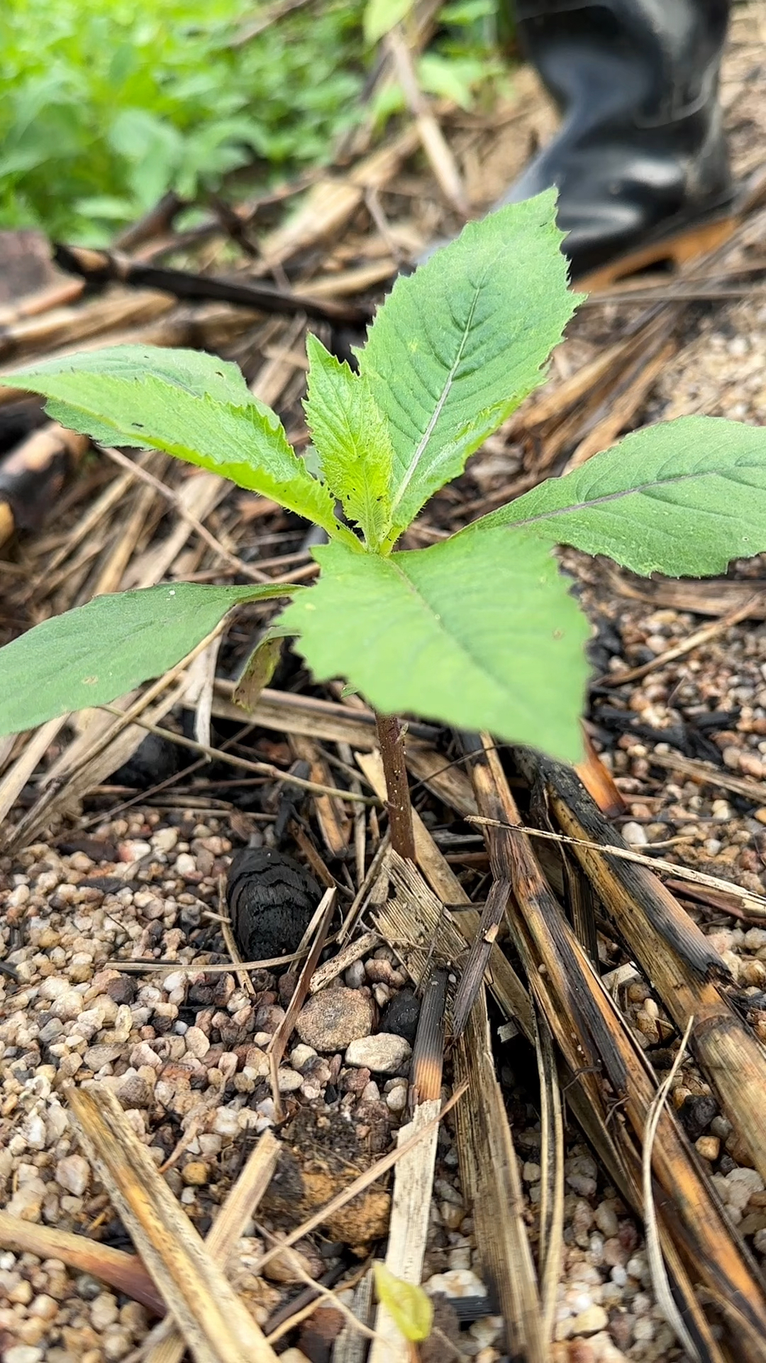 在国外是害草,在我国是极品野菜