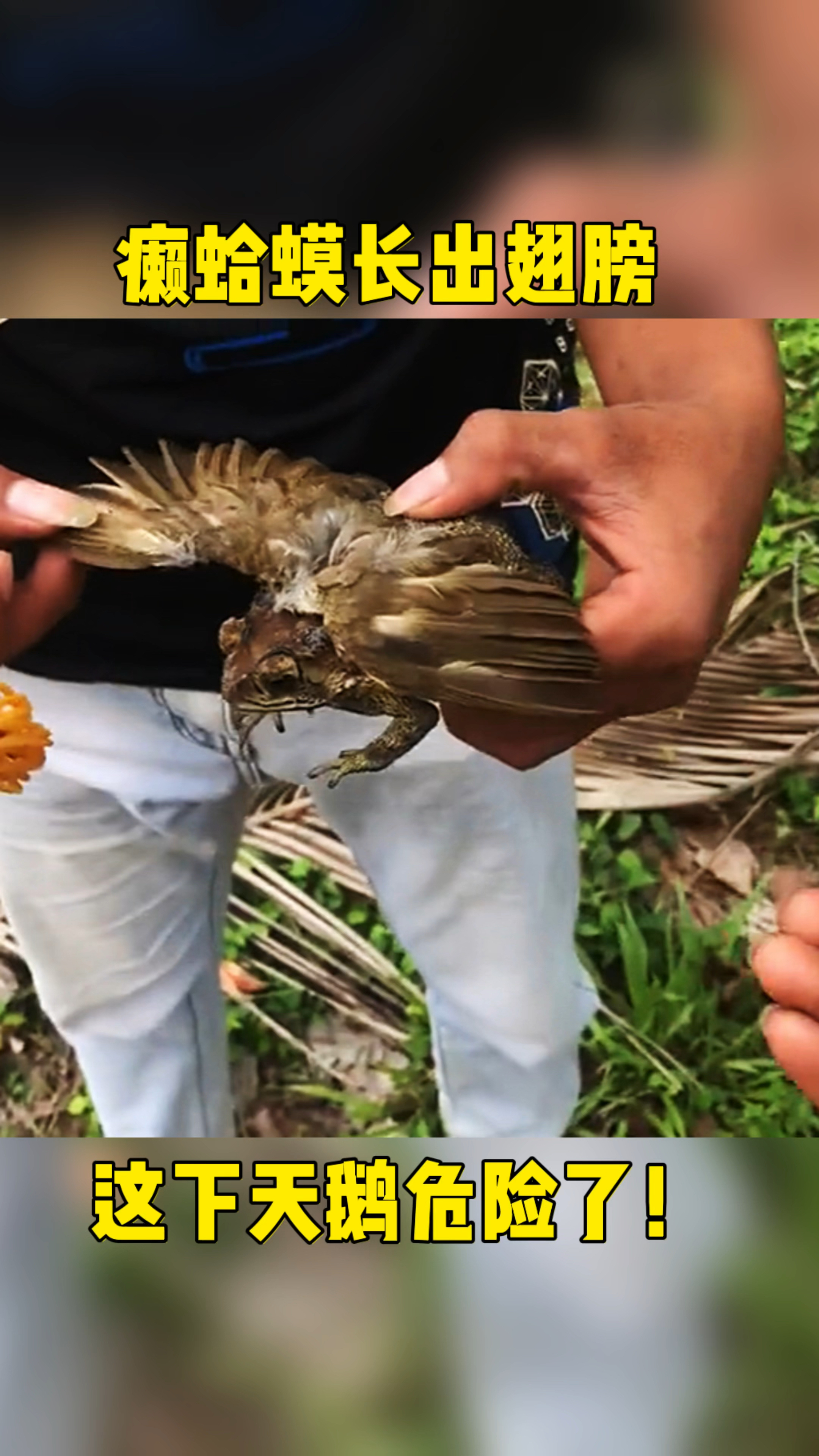 见到一只长了翅膀的癞蛤蟆,这下天鹅不就危险了吗?