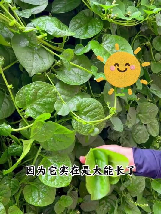 你们那这个菜叫什么?清脆爽口很好吃的,猫耳菜又称木耳菜好种植