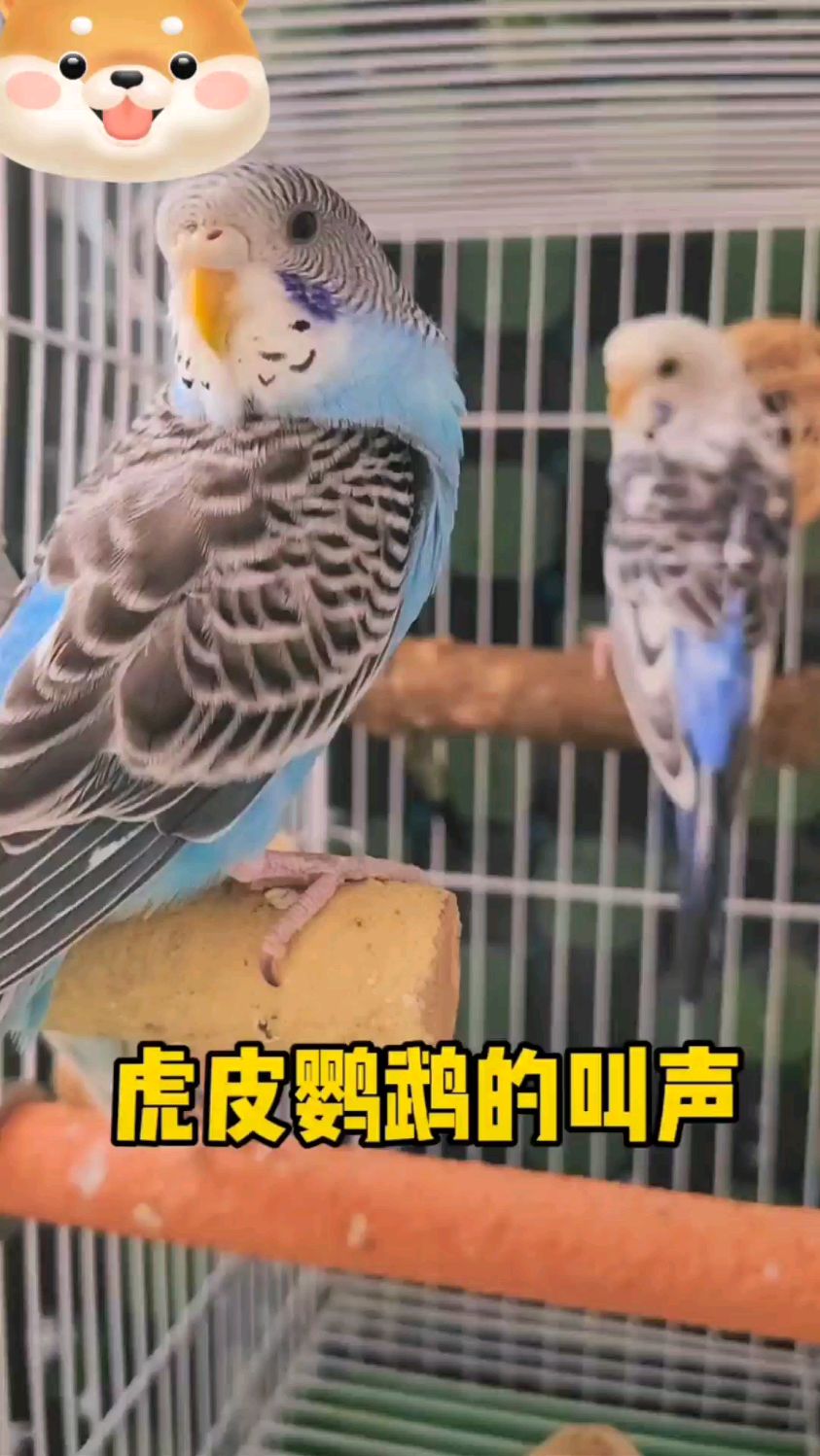 虎皮鹦鹉的叫声