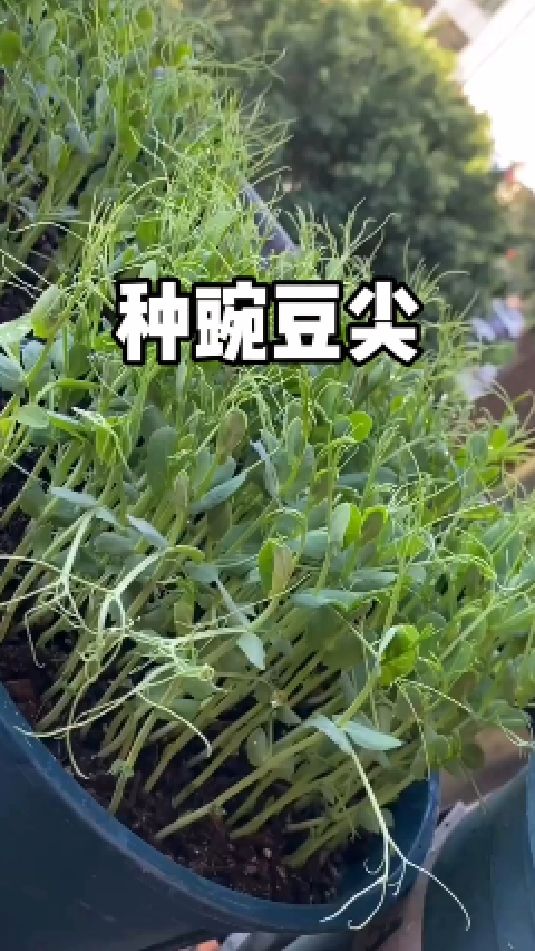 每年这个时候我都会在阳台种些豌豆尖