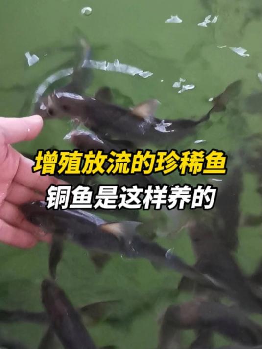 增殖放流的珍稀鱼,鲖鱼是这样养的