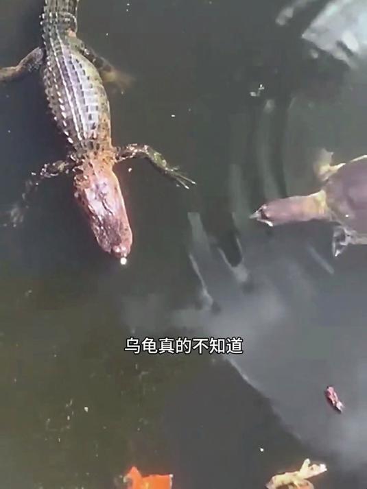 水塘中的鳄鱼又在钓鱼执法了,这还真的是姜太公钓鱼,愿者上钩啊