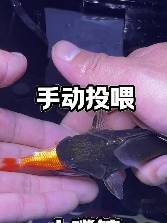 大嘴鲸投喂失败，大口鲶投喂成功！