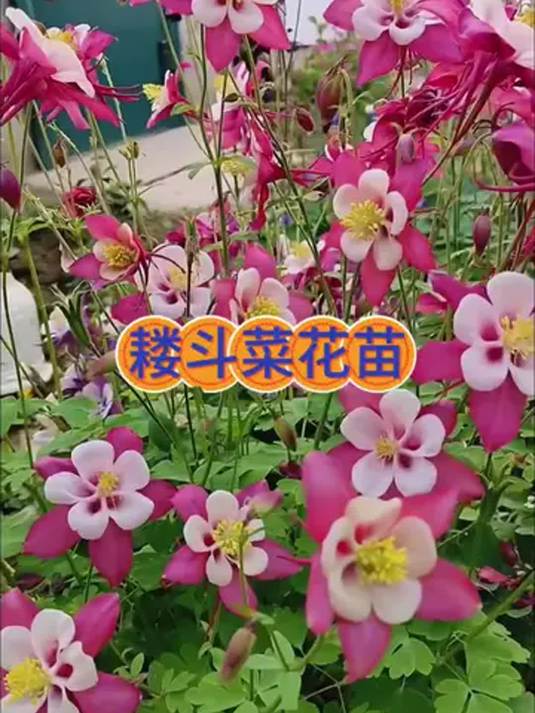 耧斗菜又名猫瓜花 花语正能量 让生活积极向上