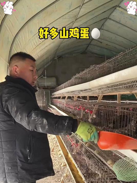 七彩山鸡蛋,自然馈赠,营养健康每一刻!