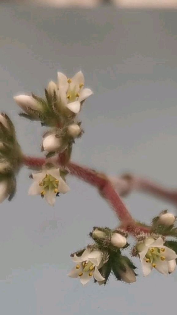 多肉植物开花,家里养的多肉长花剑,每年都来一次花。