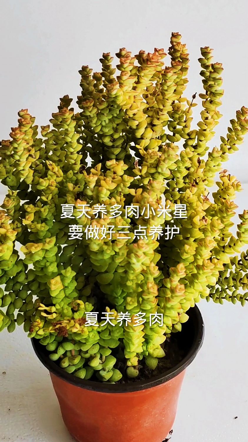 夏天养多肉小米星要做好这3点