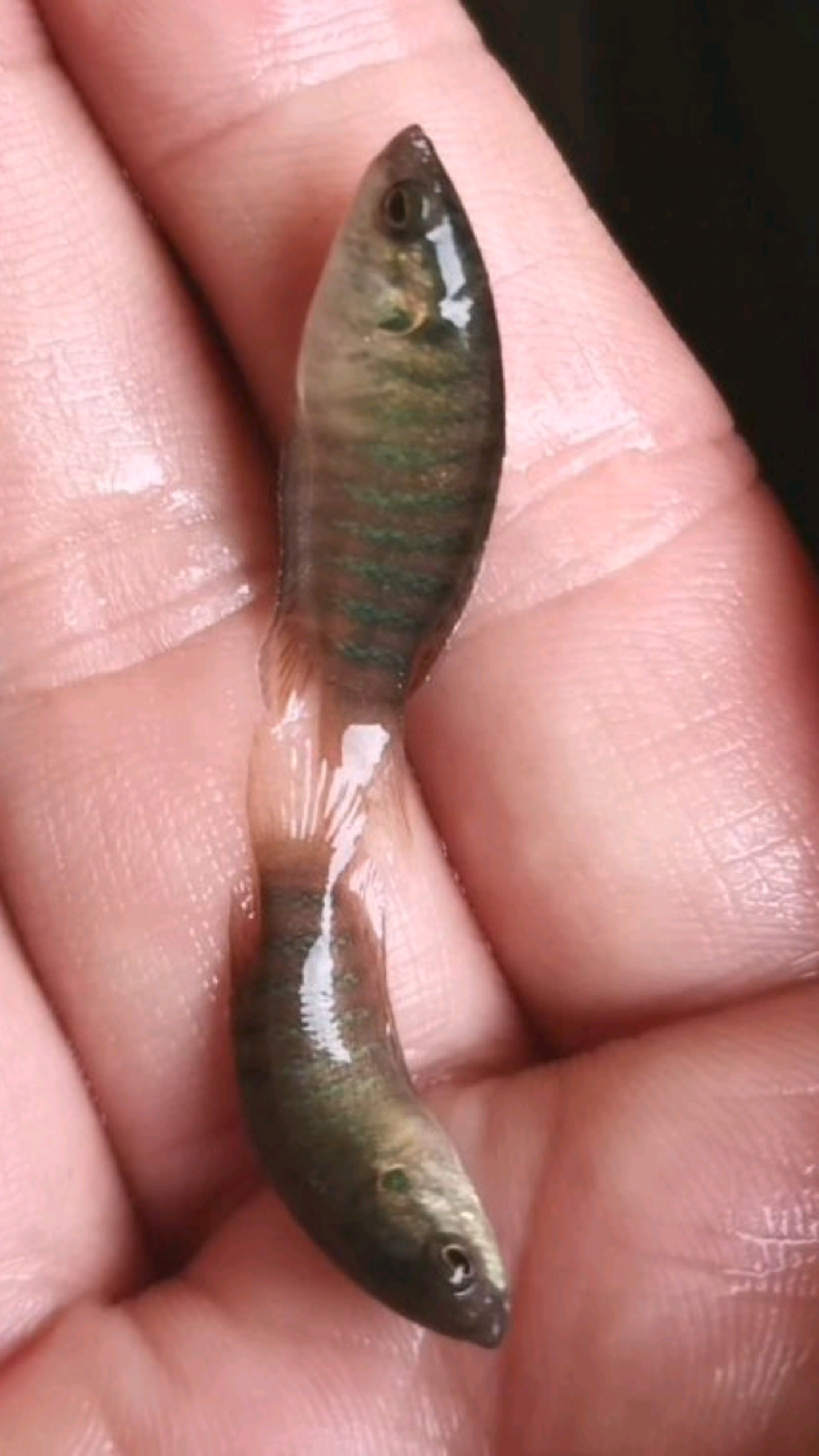 斗鱼繁殖技术已掌握,以后会有源源不断的斗鱼输出。能不能发财就靠它了