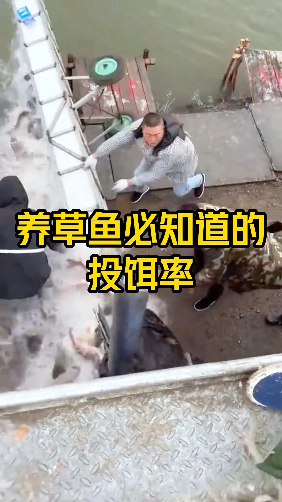 养草鱼要知道的投饵率,你家养草鱼了吗?