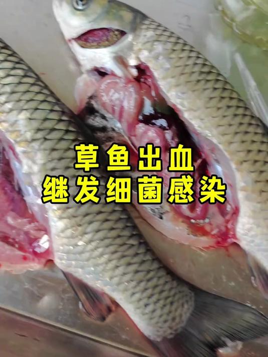 草鱼出血继发细菌感染
