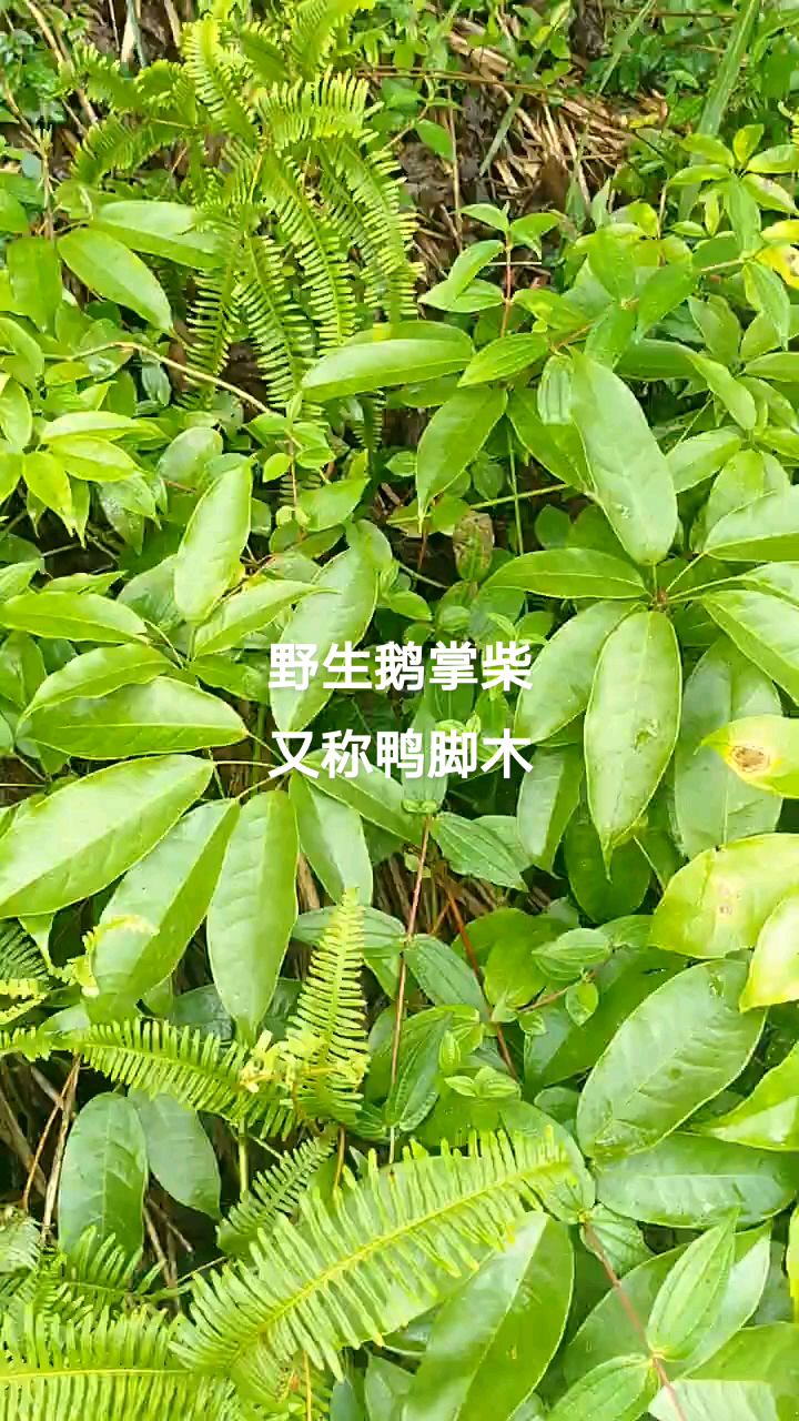 野生鹅掌柴,又称鸭脚木,有观赏、药用价值,网友家乡有生长吗?