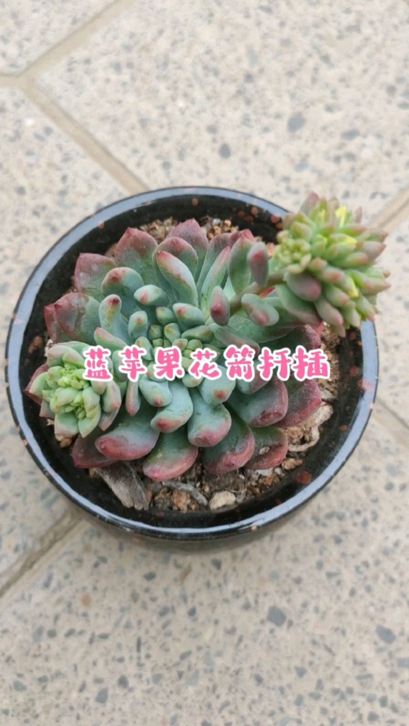 蓝苹果的花箭,剪下来后扦插,如何做?
