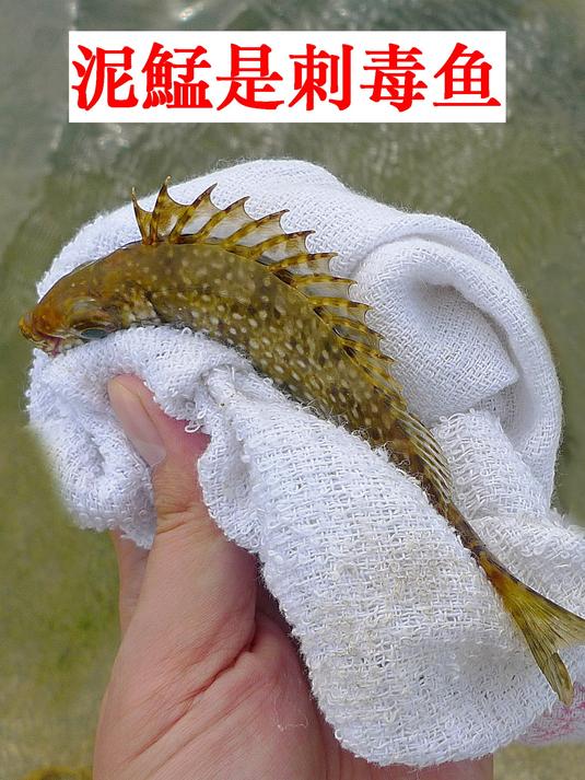 泥鯭刺毒性弱,易臭肚,养殖比野生贵