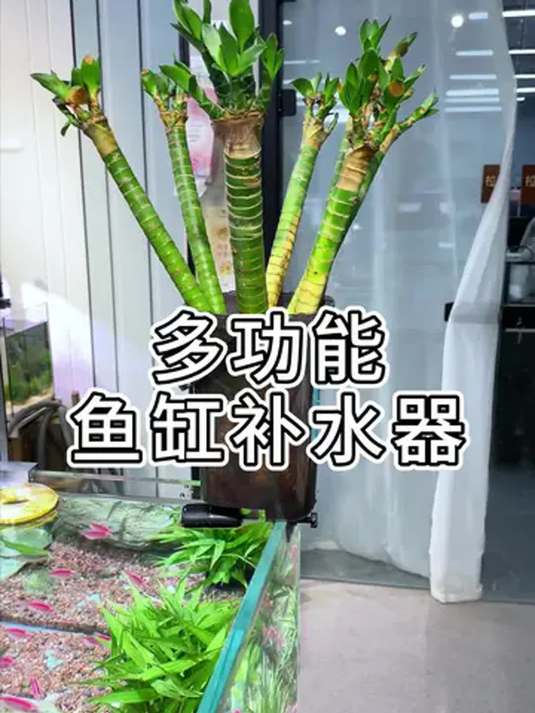 出远门鱼缸缺水咋整?补水桶来救场!实用养鱼法
