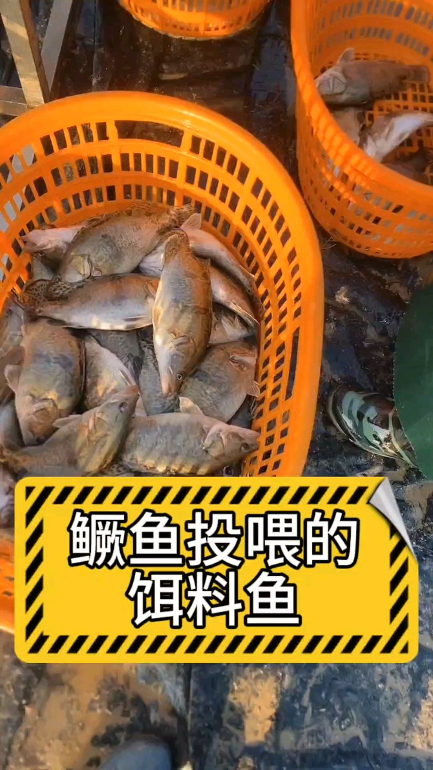 适合鳜鱼的饵料鱼投喂哪种