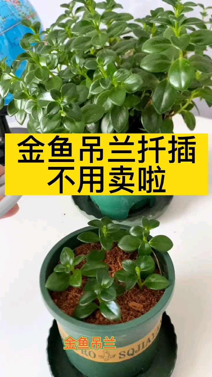 金鱼吊兰比较常用的扦插方法