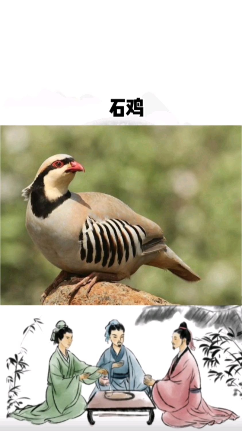 石鸡喜集群活动,晨昏时雄鸡会立于高处发出“嘎嘎嘎”的啼鸣声