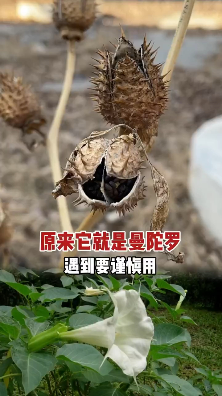 原来它就是曼陀罗,又名洋金花,野麻子,农村随处可见,种子成熟了,遇到它们要注意