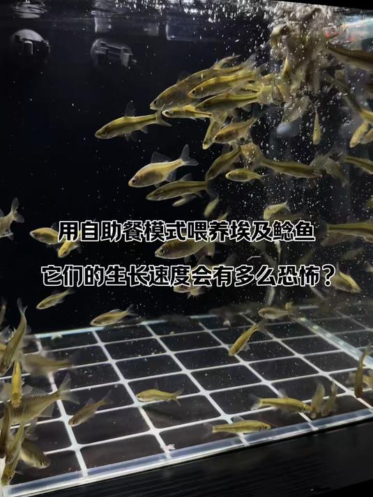 没想到这么小的埃及鲶鱼就这么凶猛,简直是恐怖如斯!