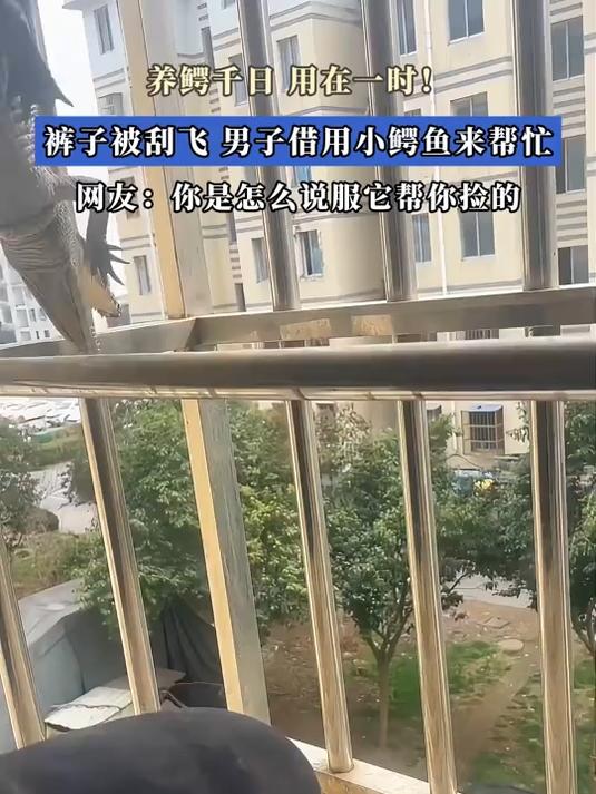 养鳄千日,用在一时!裤子被刮飞,男子借用小鳄鱼来帮忙