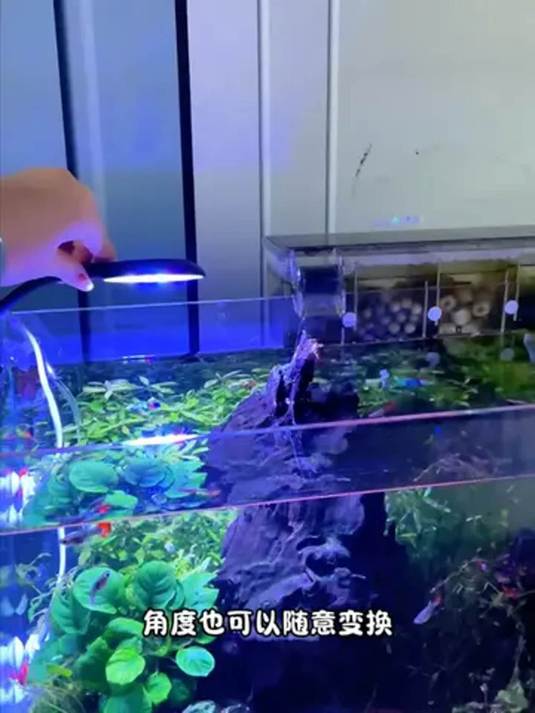 养鱼必备!选对鱼缸灯,观赏鱼更靓,水族箱更美