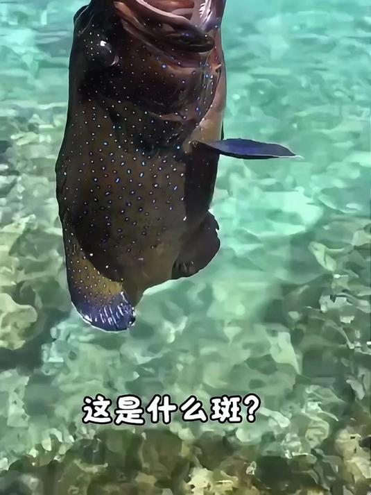 盘点分享16种石斑鱼,来看看你没有有钓到过的?