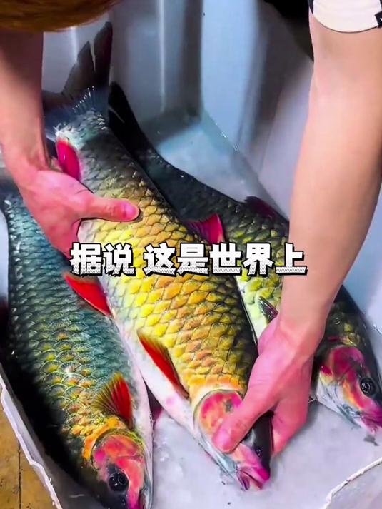 被称为淡水金枪鱼的青竹鲤味道到底么样?(上)