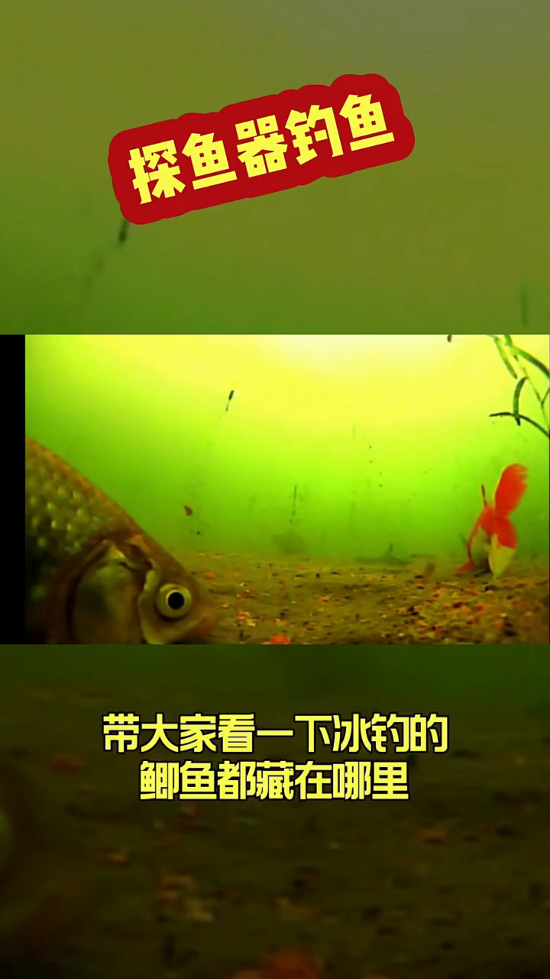 看看冬天冰钓水下什么样!
