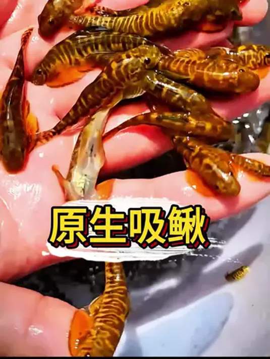 冷水吸鳅鱼 清理缸中脏污 轻松打造空气缸