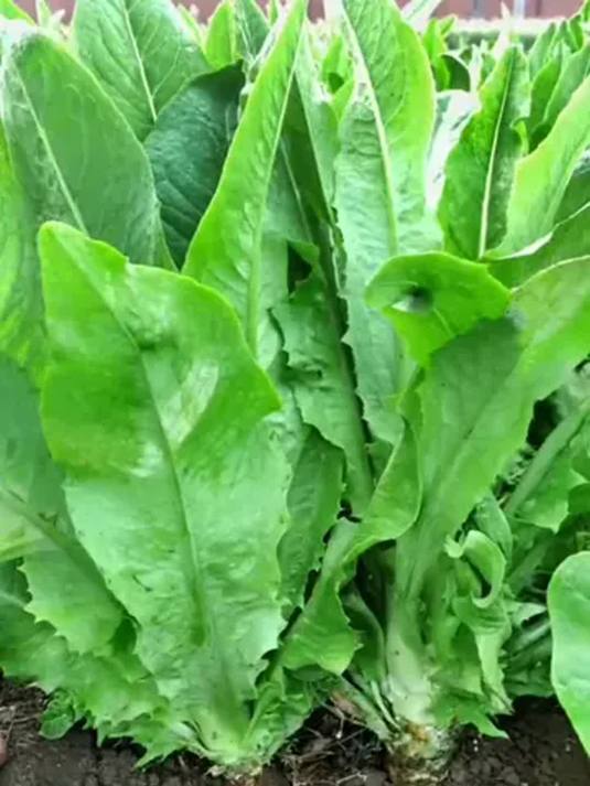 油麦菜种子怎么种?轻松收获满盘美味!纯天然绿色