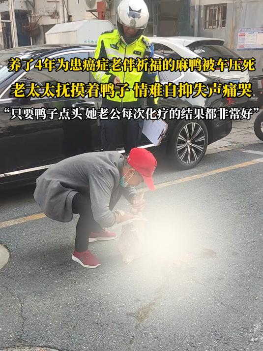 养了4年为患癌症老伴祈福的麻鸭被车压死，老太太抚摸着鸭子