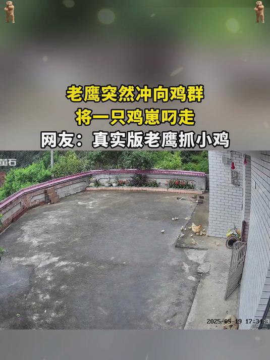 老鹰突然冲向鸡群，将一只鸡崽叼走，网友：真实版老鹰抓小鸡