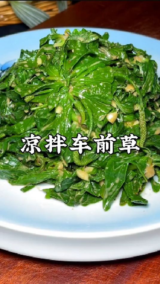 凉拌车前子的做