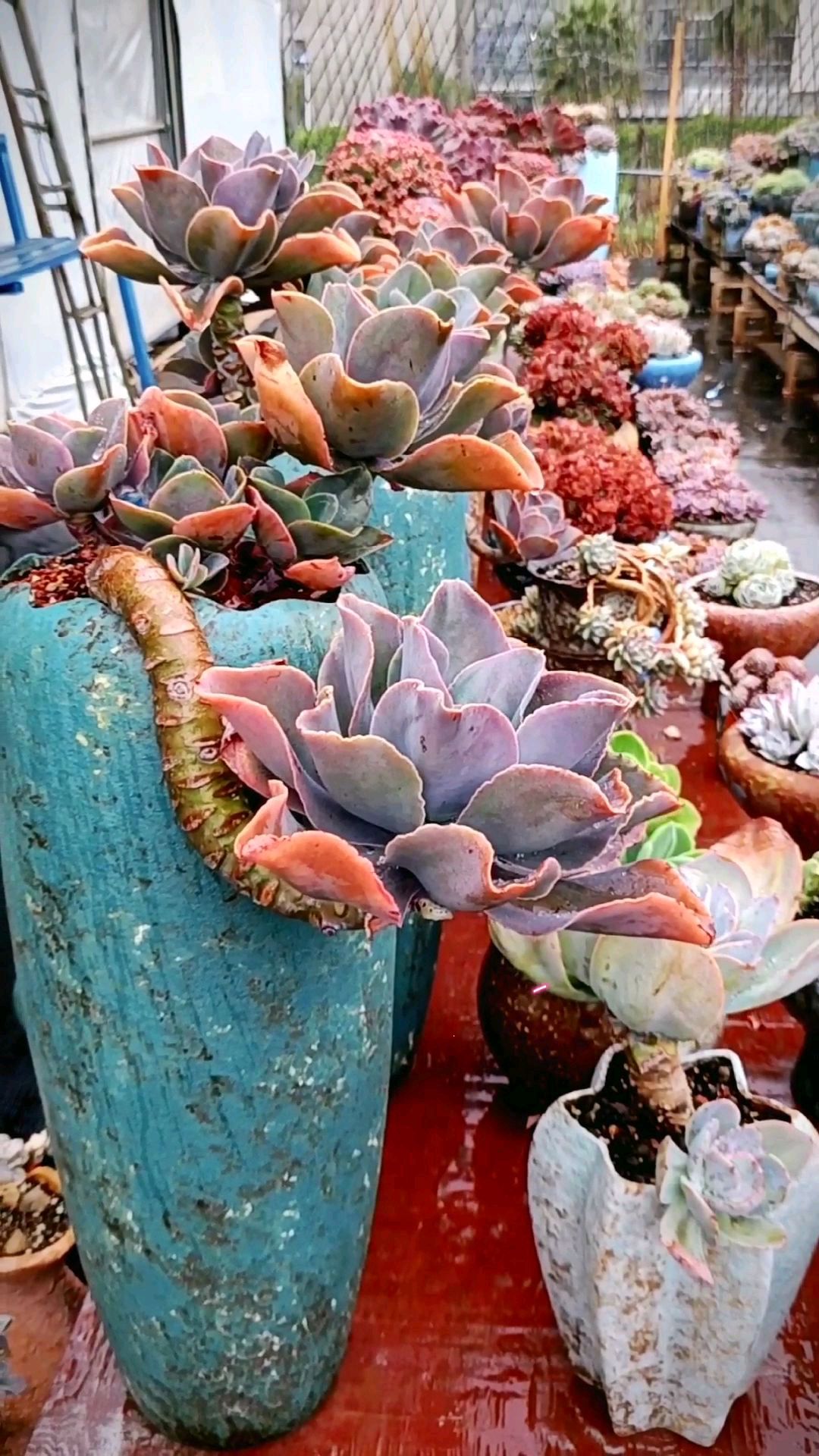 哇哦,海洋之星,现在还是那么与众不同,有着五彩斑斓之美