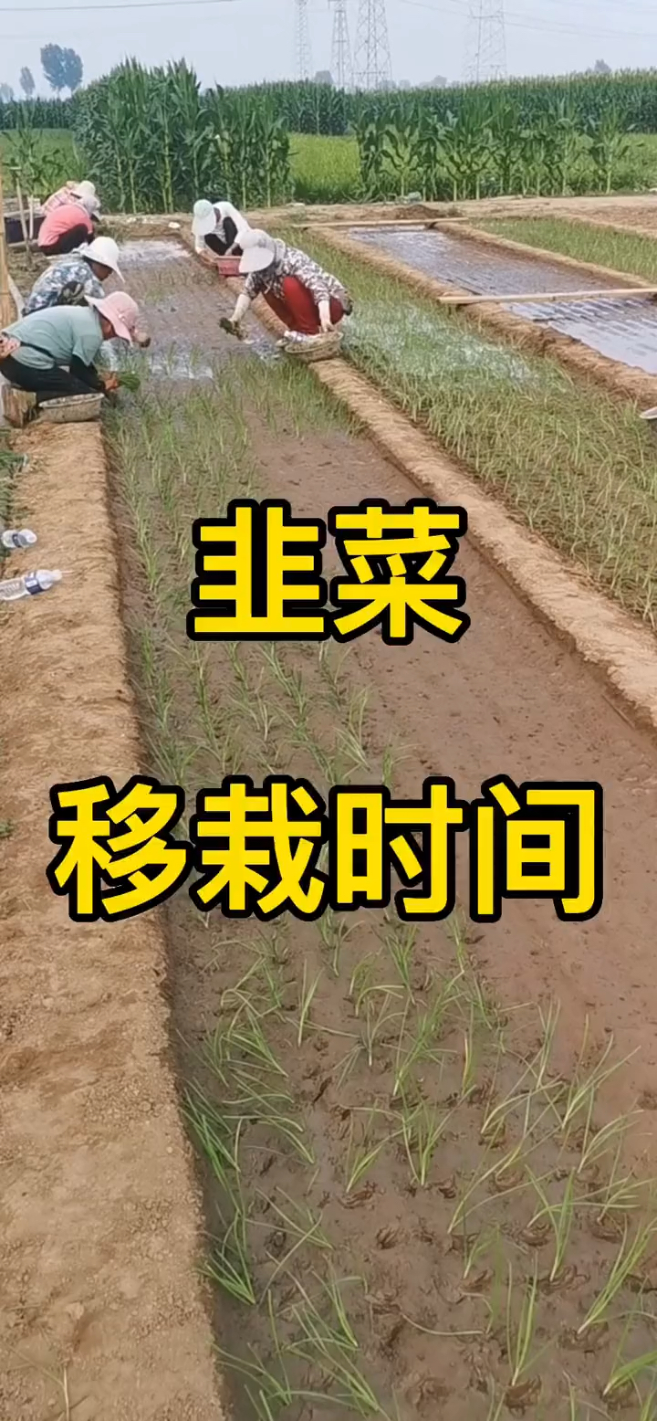 韭菜什么时候移栽最好呢?