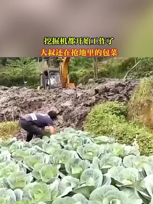 挖掘机都开始工作了,大叔还在抢地里的包菜