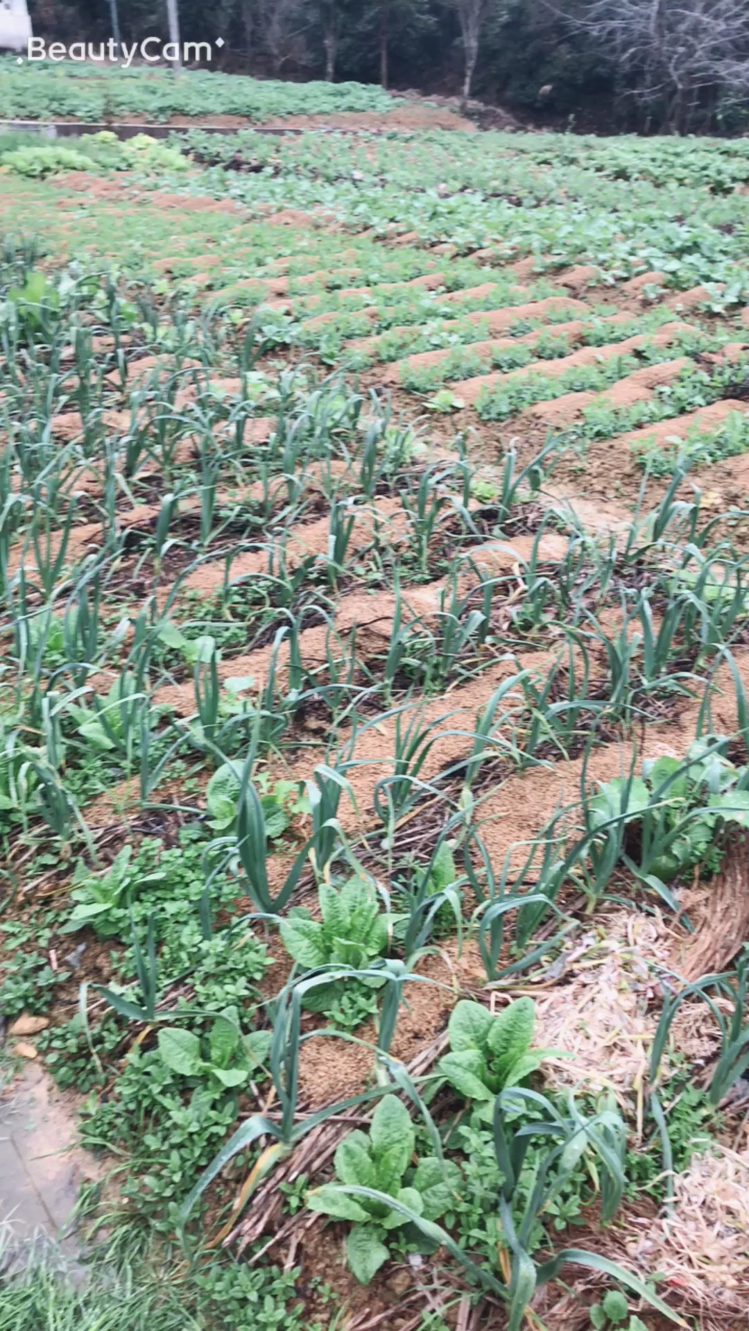 种着各种各样的新鲜蔬菜