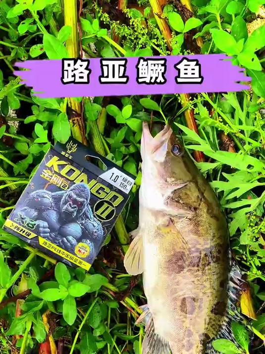 钓鳜鱼真的需要耐心