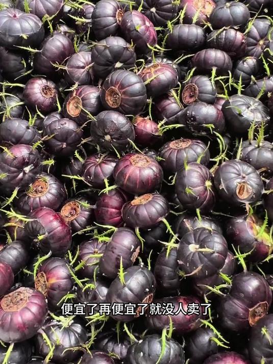 红果参价格降了，现在真的很便宜#红果参#
