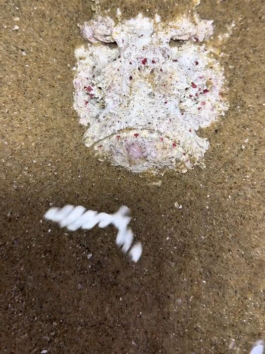 一口气带你认识14种“鱼类生物”你都见过几种?