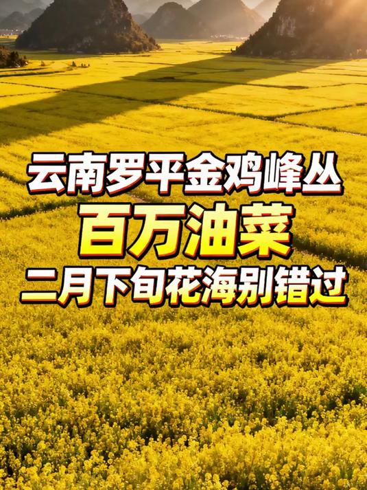 云南罗平金鸡峰丛，百万油菜花海别错过