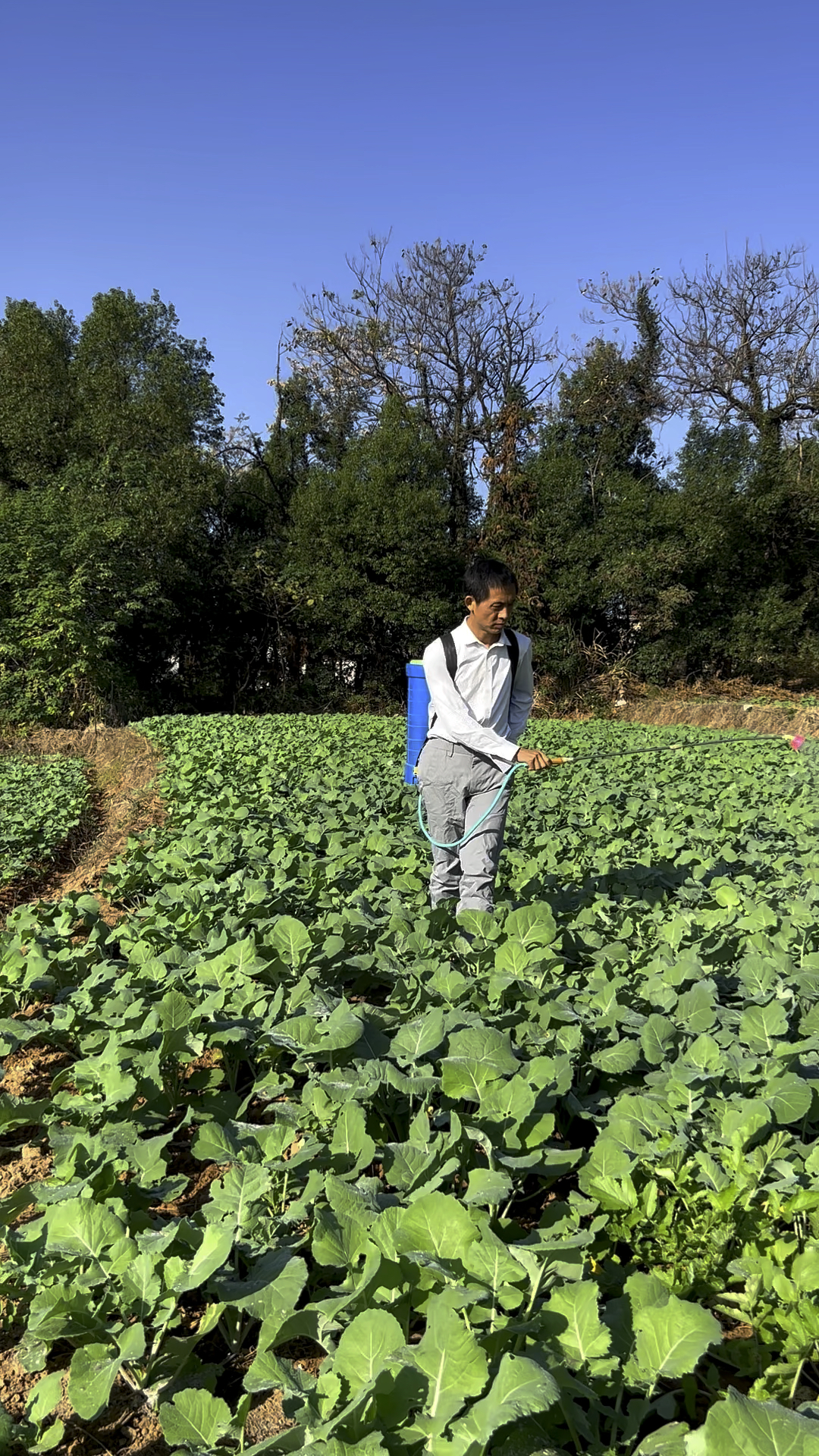 油菜什么时候打除草剂效果最好,你知道吗?