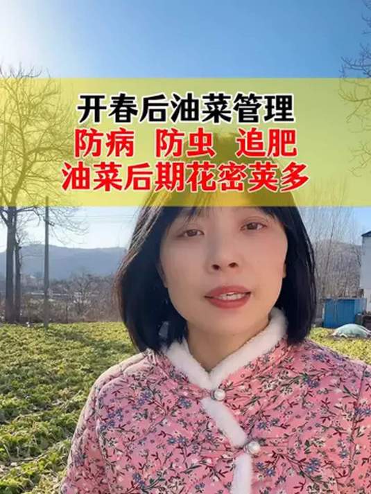 开春油菜咋管理?防虫防病追好肥,花密荚多产量高