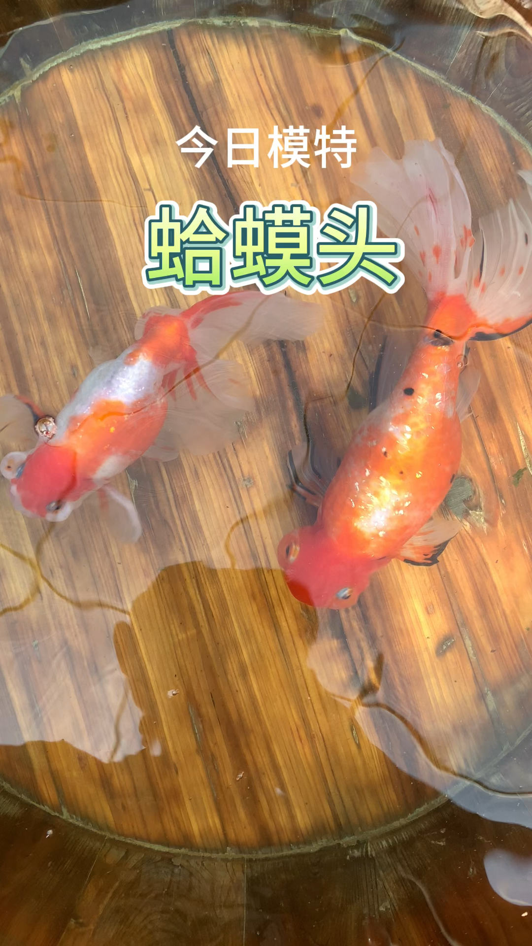 传统金鱼蛤蟆头